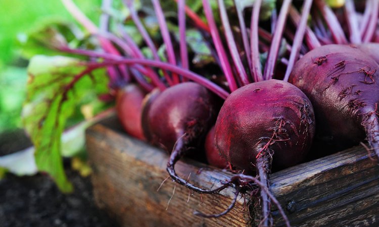 Beetroot Blog