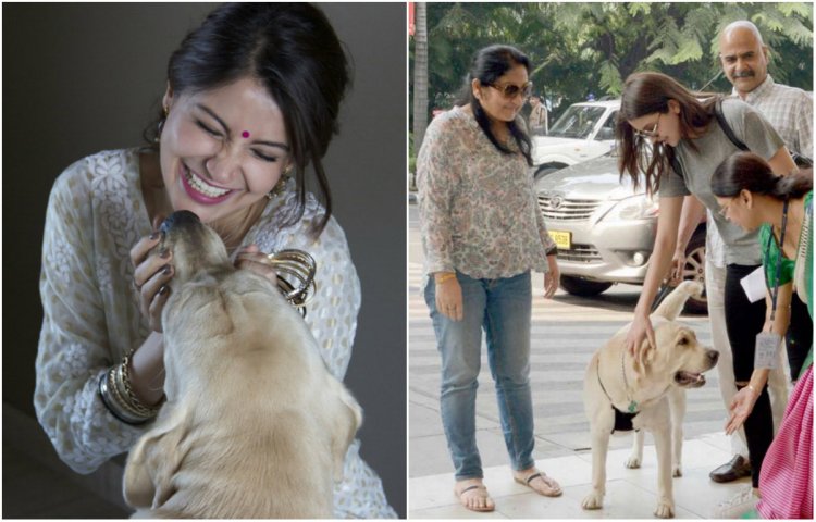 Anushka Sharma Fights For Animal Rights, Demands Stricter Laws