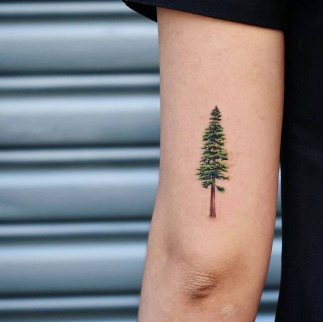 Evergreen Tree watercolor tattoo