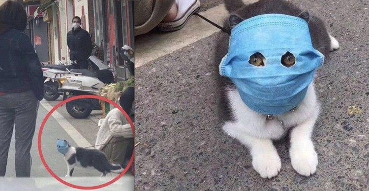 Cats-Wearing-Facemasks-against-coronavirus
