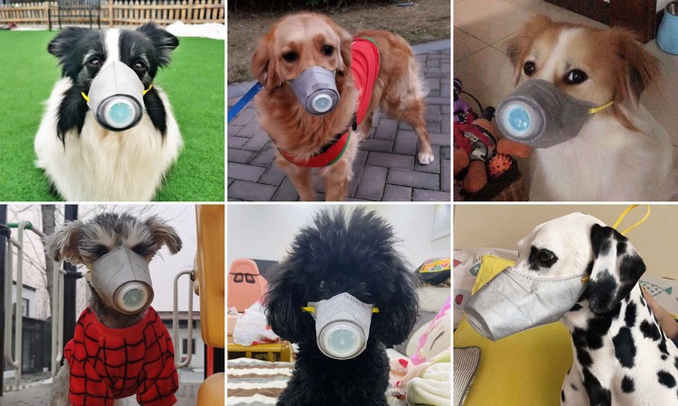 Dogs-Wearing-Facemask