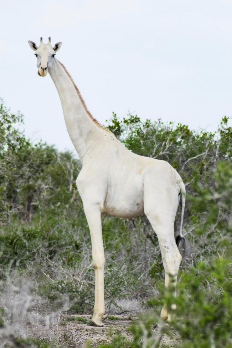 Last White Giraffe