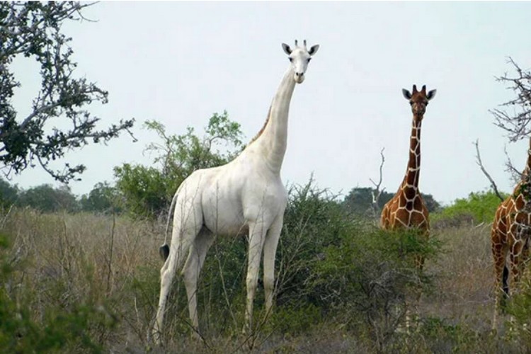White Giraffe