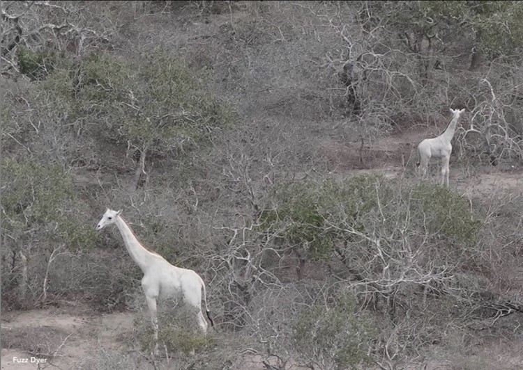 White Giraffe And Its Calf