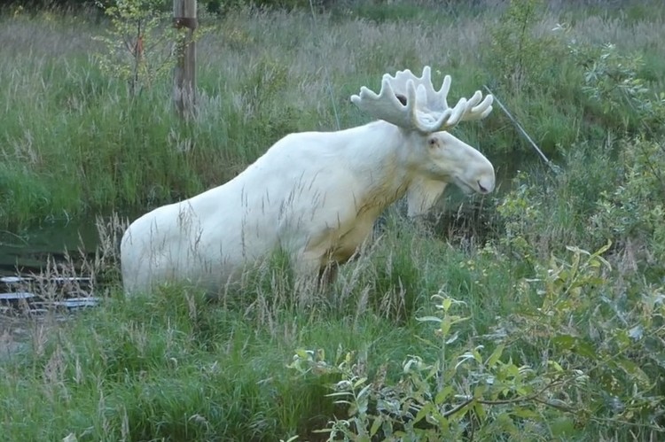 White Moose