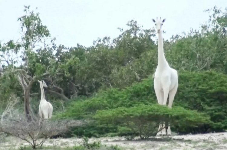 World Last Female White Giraffe
