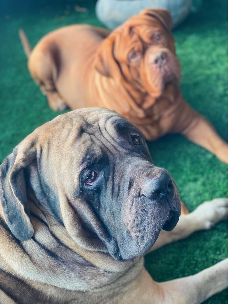 Ranbir Dogs