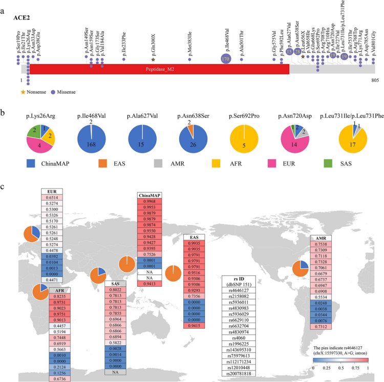 Coronavirus Genome