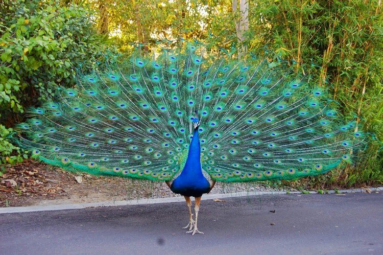 Peacock Dancing