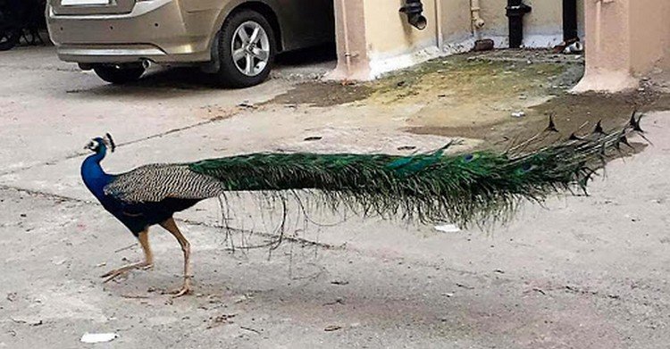 Peacock Dancing On Street