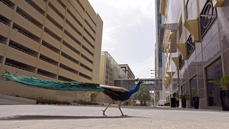 Peacock On Indian Street