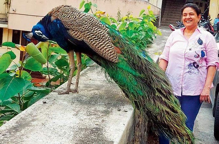 Peacock Spotted In Mumbai