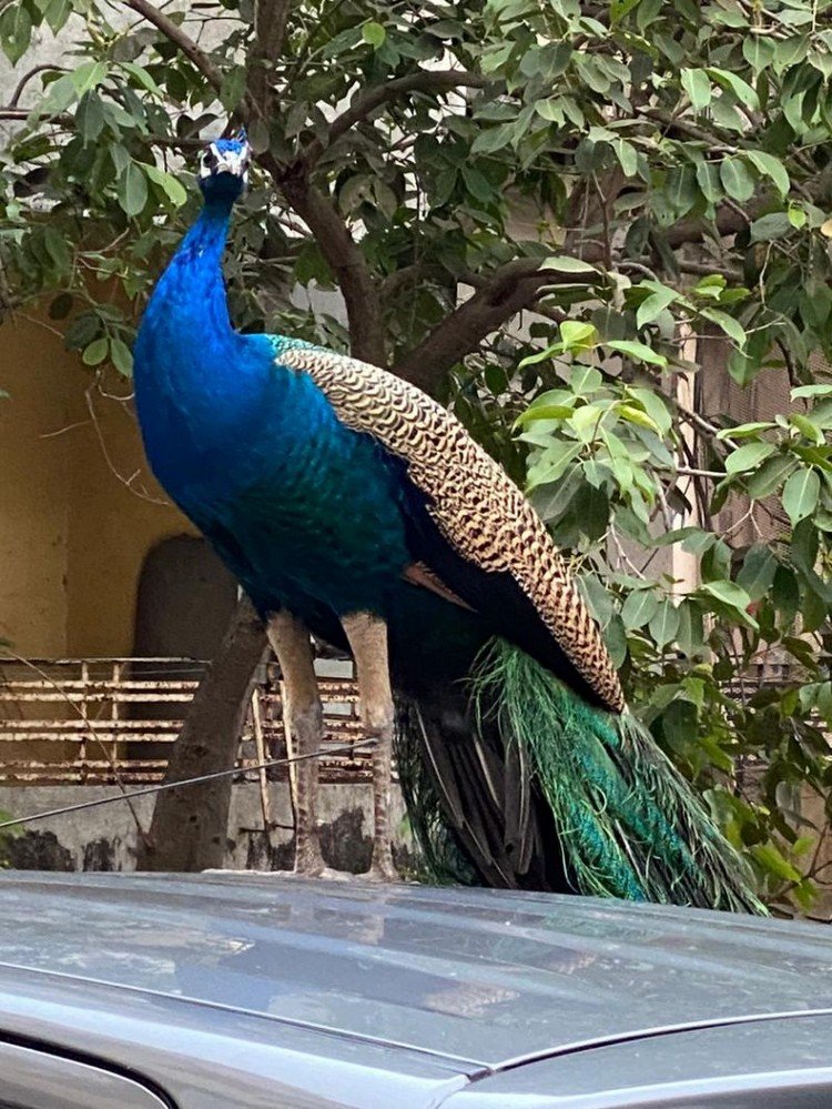 Peacocks Dance On Mumbai Streets