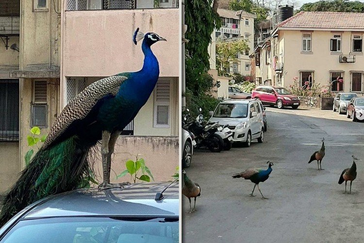 Peacocks Dance On Street