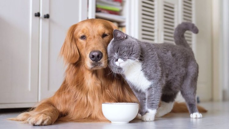 Cat And Dog Corona