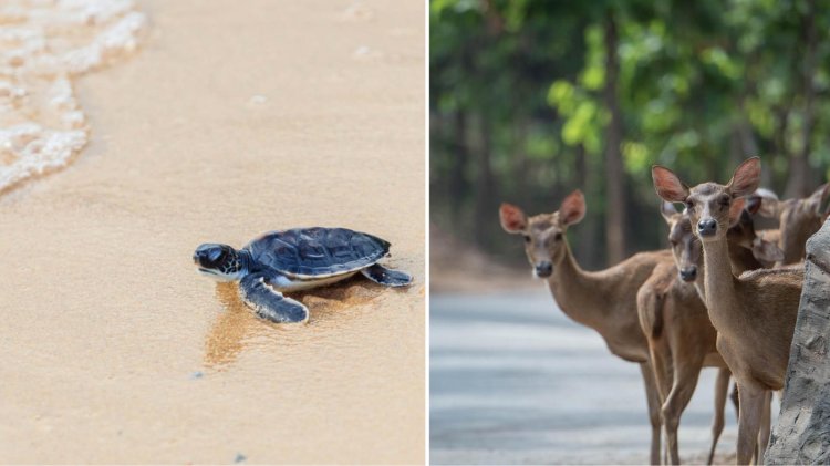 Animals Reclaim Nature During Lockdown