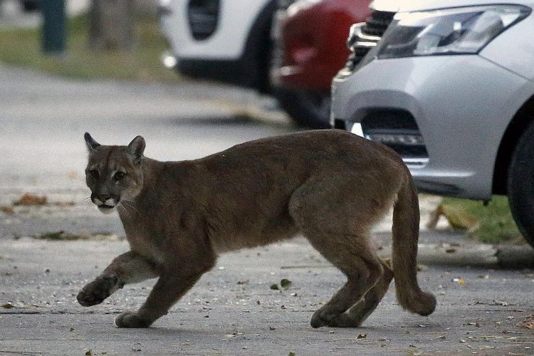 Leopard On City Street