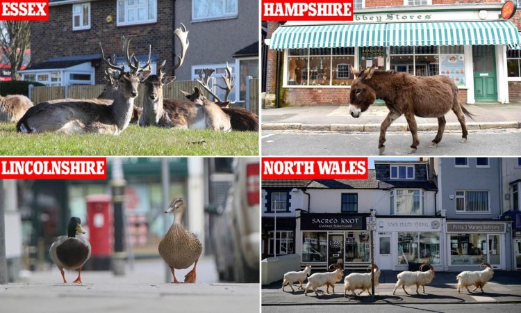 Wildlife In Uk During Lockdown