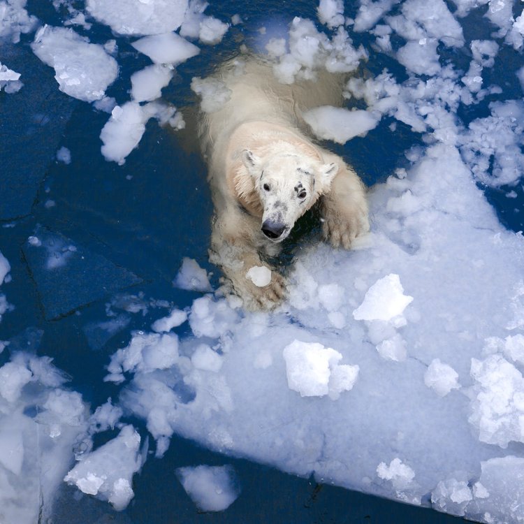Arctic Wildlife