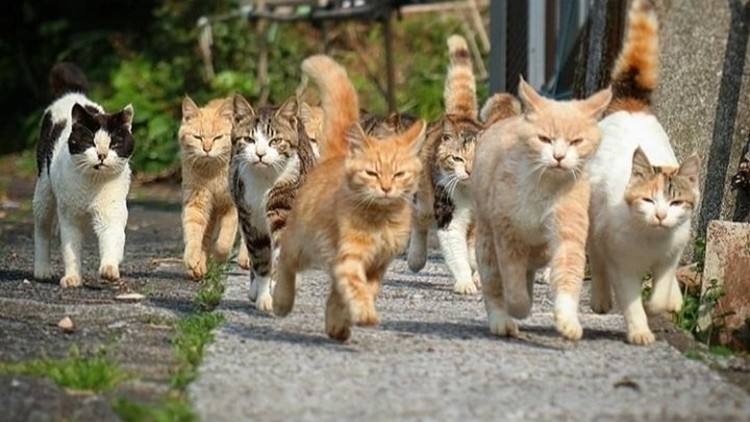 Cats