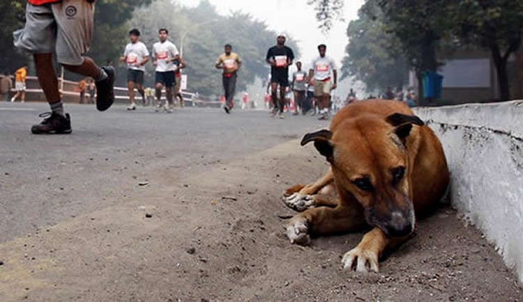 Stray Dog