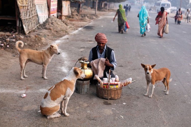 Stray Dogs