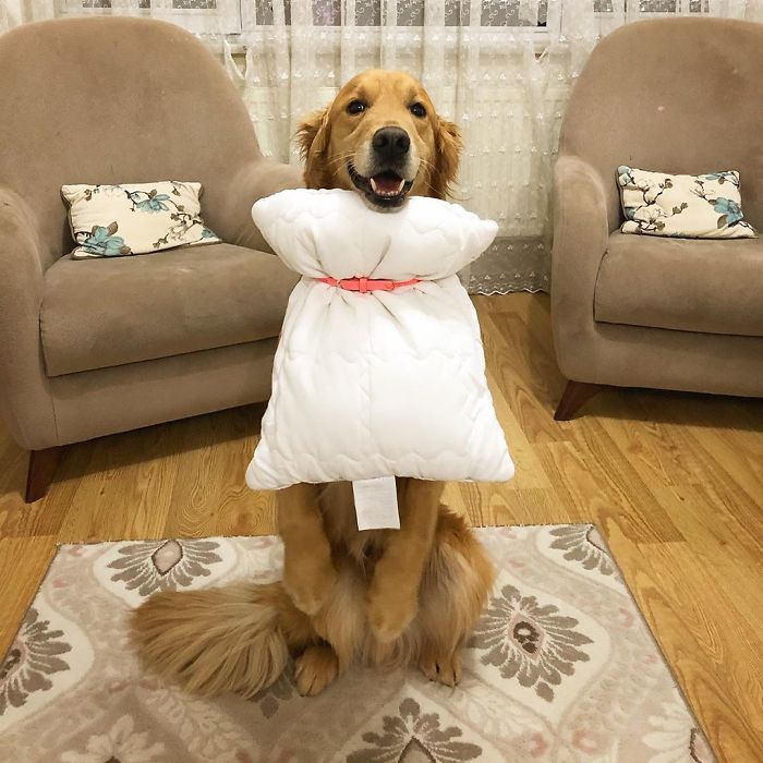 Quarantinepillowchallenge 7