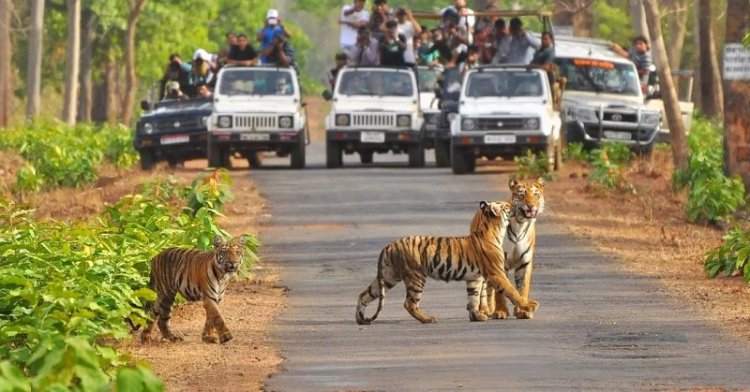 Top 10 Tourist Destinations In India: Jim Corbett