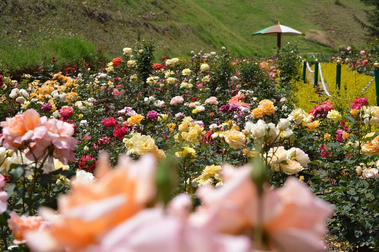 Ooty Tamil Nadu Rose Garden honeymoon destinations in south India