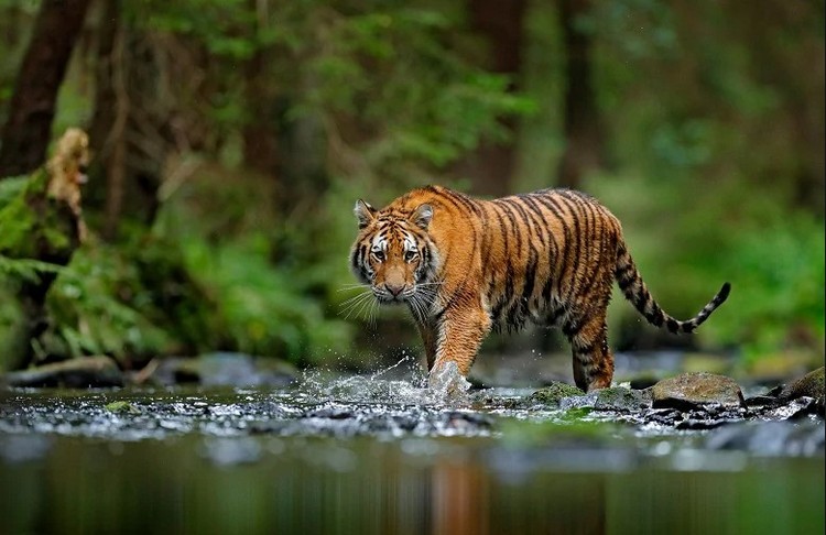 Periyar Wildlife Sanctuary Honeymoon Destinations