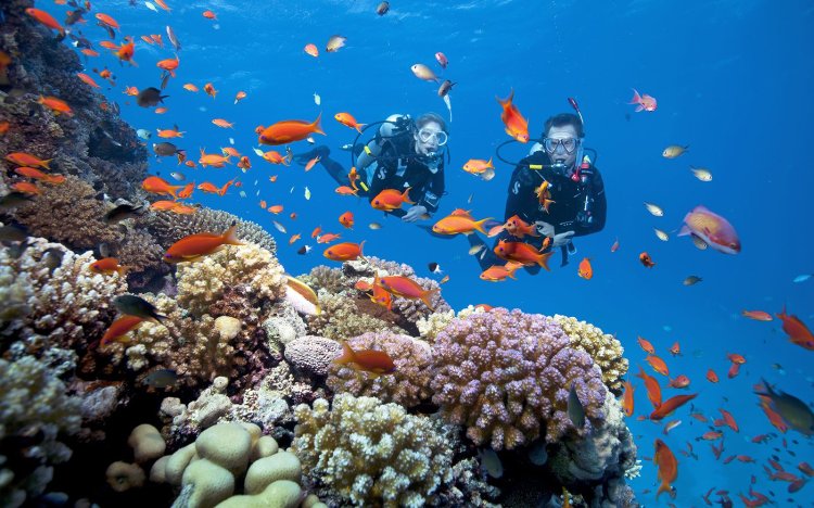 Coral Watching In Phu Quoc