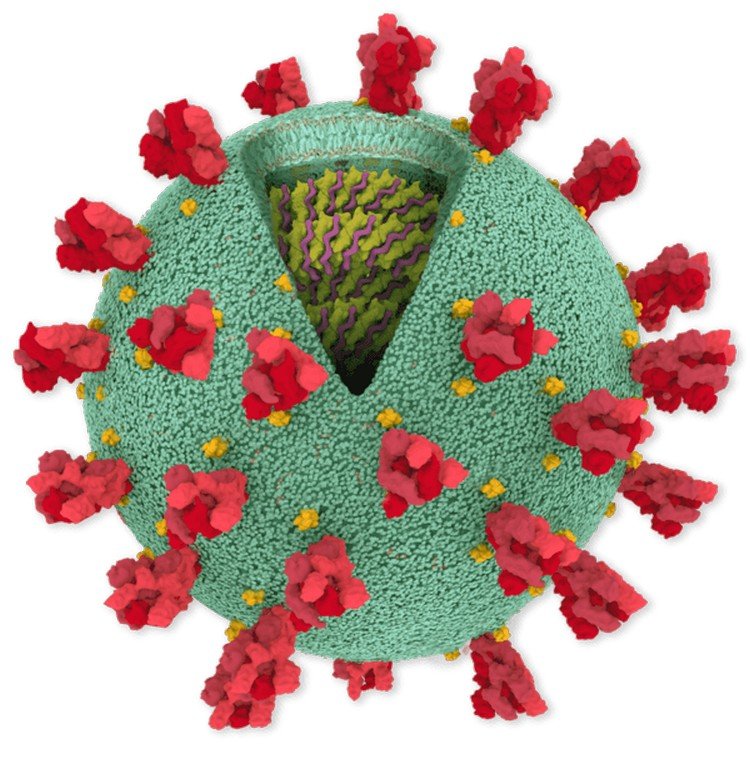 Coronavirus Genome