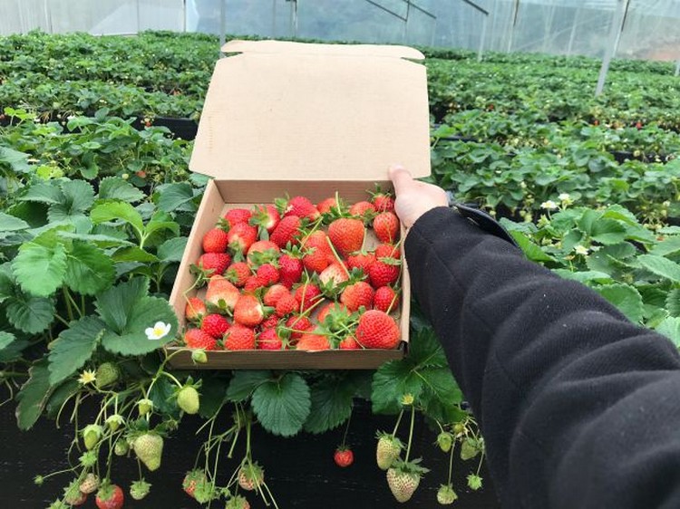 Da Lat Strawberry Field