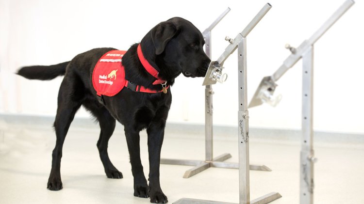 Dogs Smell Coronavirus