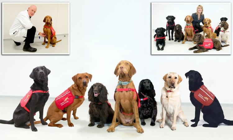 Specialist Dogs Detecting Coronavirus