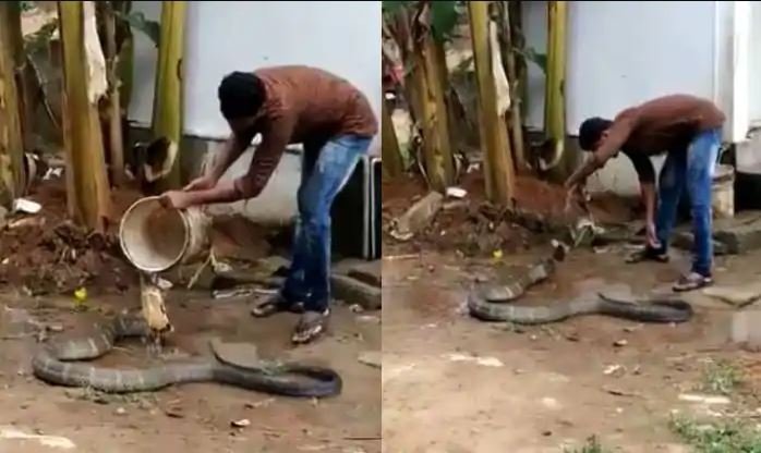 Man Bath Snake King Cobra