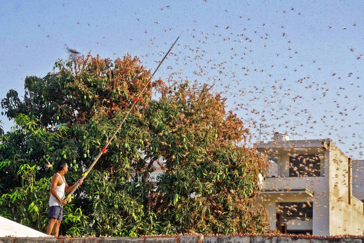 Can Locusts Be Eaten