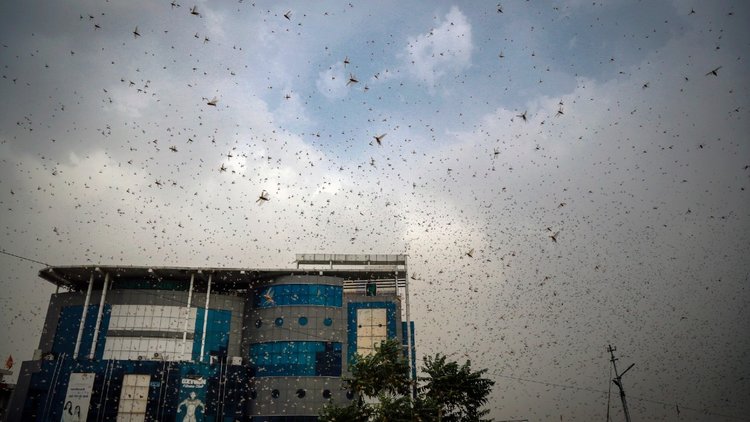 Locust Attack In India 2