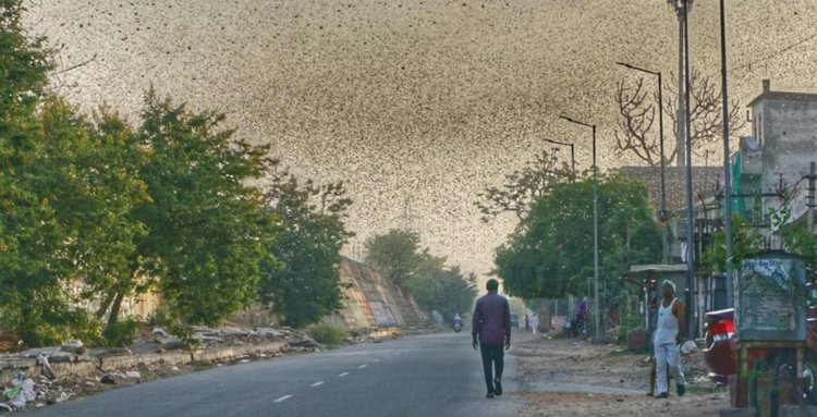 Locust Attack In India 3