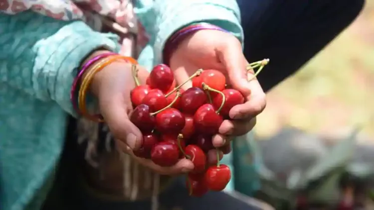 Cherry harvesting in Kashmir 4