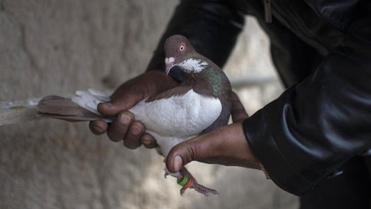 Spy Pigeon From Pakistan