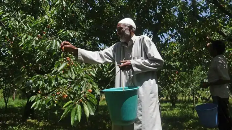 Cherry harvesting in Kashmir 2