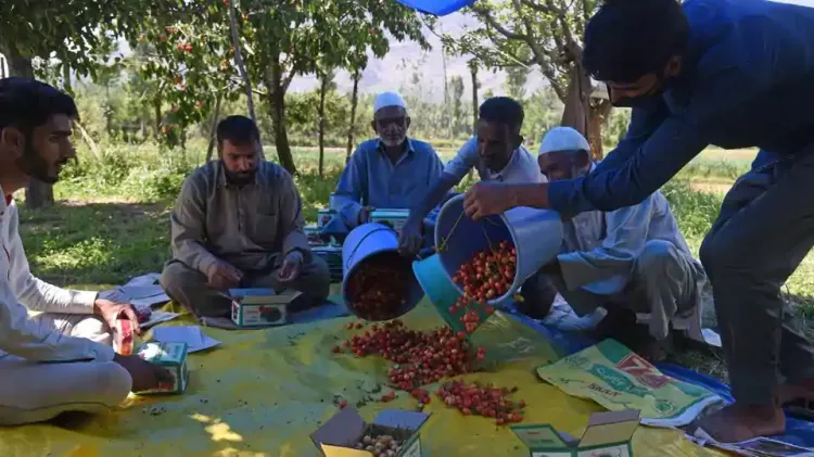 Cherry harvesting in Kashmir 3