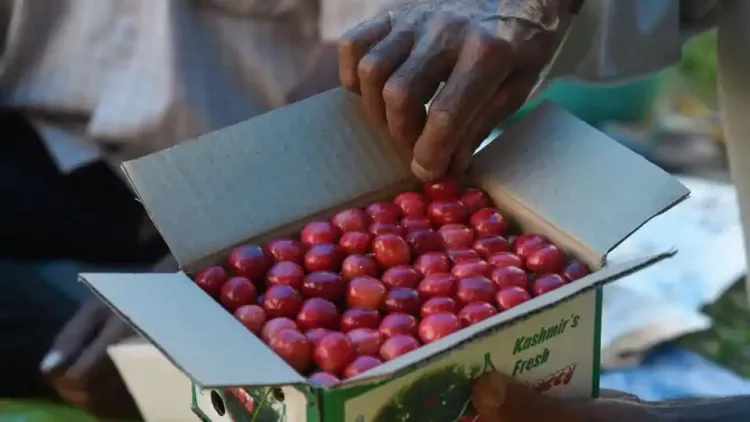 cherry harvesting in Kashmir 6