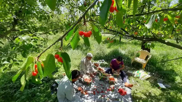 Cherry harvesting in Kashmir 1