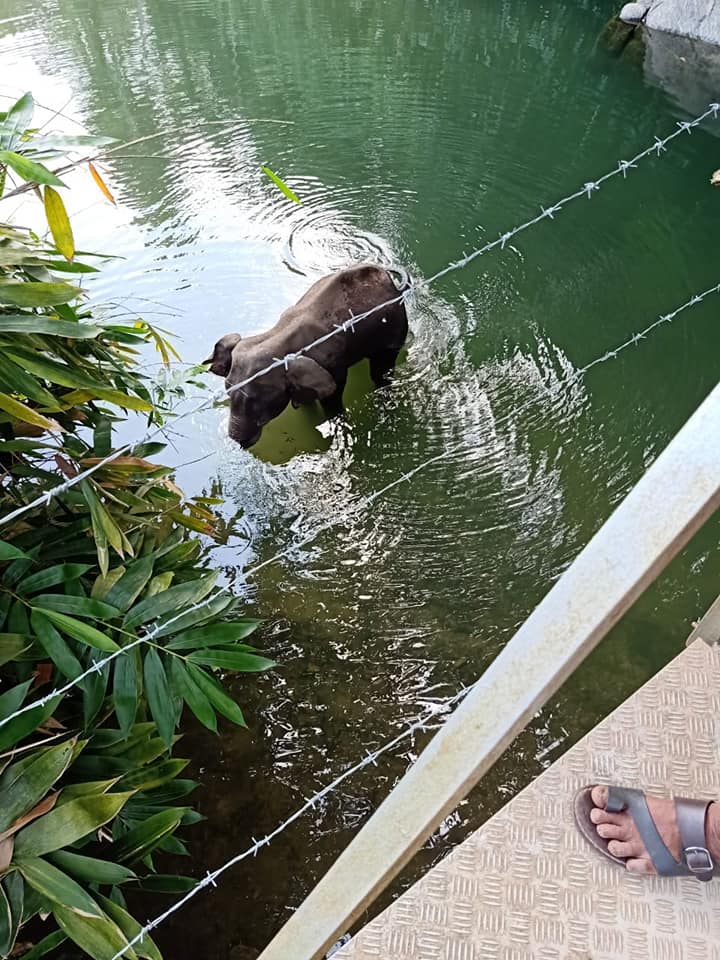 Elephant Died in kerala 2020 image