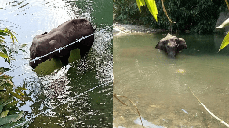 elephant died in kerala 2020