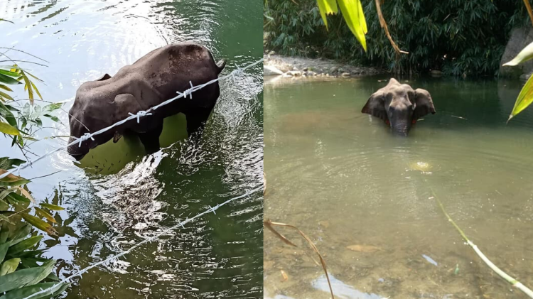 elephant died in kerala 2020