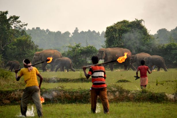 elephants in india 4