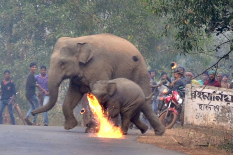 elephants in india 2